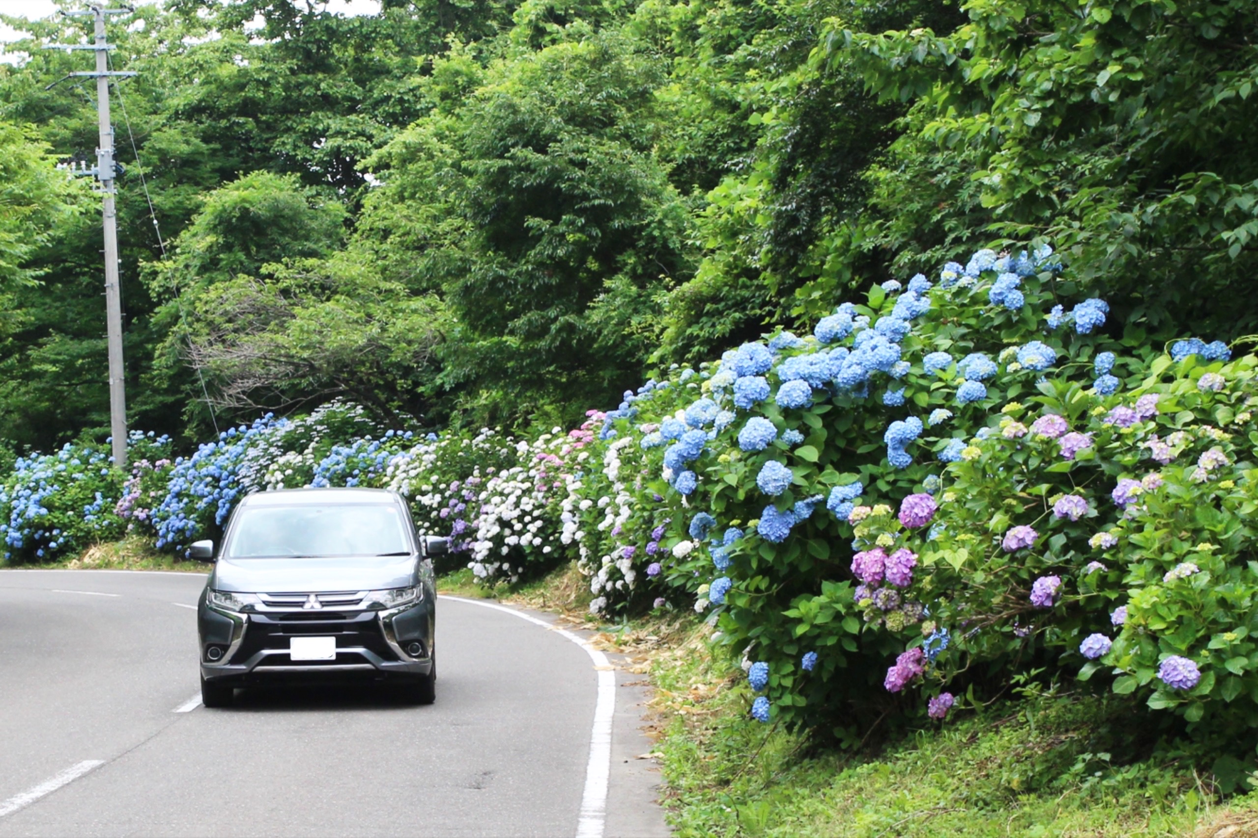 川原子あじさいロード